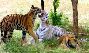 Great Himalayan National Park